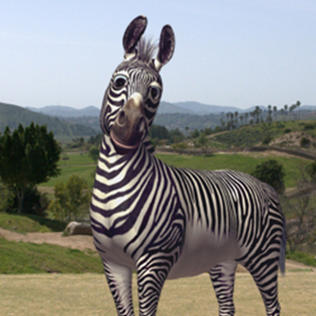 Zebra  San Diego Zoo Wildlife Explorers