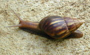 Snail, Giant African Land.jpg
