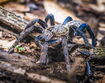 Cobalt Blue Tarantula