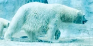 Toledo Zoo Polar Bear.png (2.7 MB)