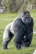 Western Gorilla as Dispatcher