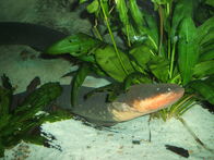 Electric-eel.jpg