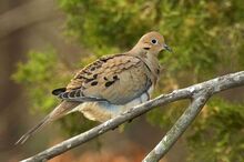 Mourning dove 8.jpg