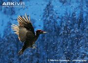 Woodpecker, black.jpg