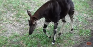 Zoo Miami Okapi