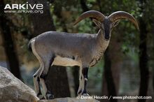 Adult-male-bharal-standing-on-rocks.jpg
