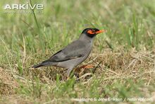 Bank-myna-walking.jpg