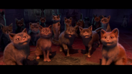Cats as Mini Sloths