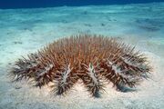Crown-of-thorns starfish.jpg