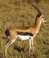 and Thomson's Gazelle as Rikki