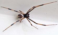 Male redback.jpg