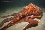 Octopus, Maori