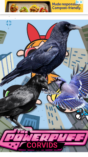 PPCORVDS1998 Poster.png