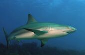 Reef shark (real life) as reef shark