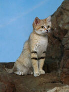 Sand Cat as Dopey