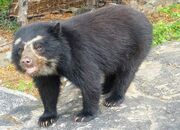 Spectacled bear