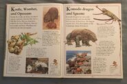 The Kingfisher First Animal Encyclopedia (39)