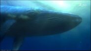 The Whale as Itself