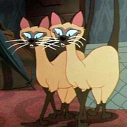 Si and Am as Kaa