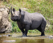 Black Rhinoceros