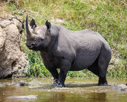 Eastern Black Rhinoceros as Triceratops