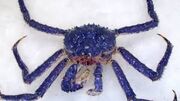 Blue king crab.jpg