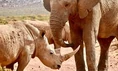 Botswana Elephant and Rhino.jpg (12 KB)