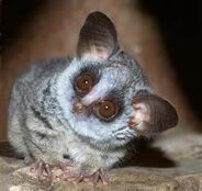 Senegal Bushbaby as Agujaceratops