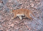 Cougar, North American.jpg
