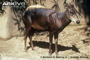Duiker, Yellow-Backed.jpeg
