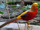 Golden Pheasant as Sun