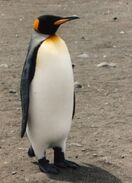 King Penguin as Tsintaosaurus