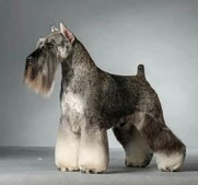 Schnauzer as akela