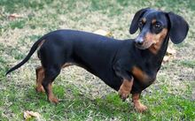 Short-haired-dachshund.jpg