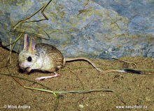 Small-five-toed-jerboa-xxxfrcek.jpg