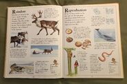 The Kingfisher First Animal Encyclopedia (58)