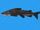 Tete Sea Catfish
