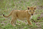 Masai Lion Cub as Young Samson