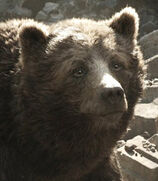 Baloo (Live-Action) as Master Bear