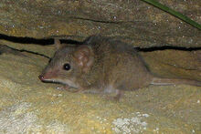 Brown antechinus 300.jpg