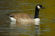 Canada Goose as Greater Flamingo