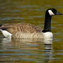 Canada goose valladolid wikipedia clearance