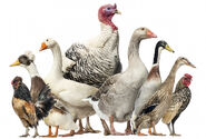 Chickens, Turkeys, Ducks,