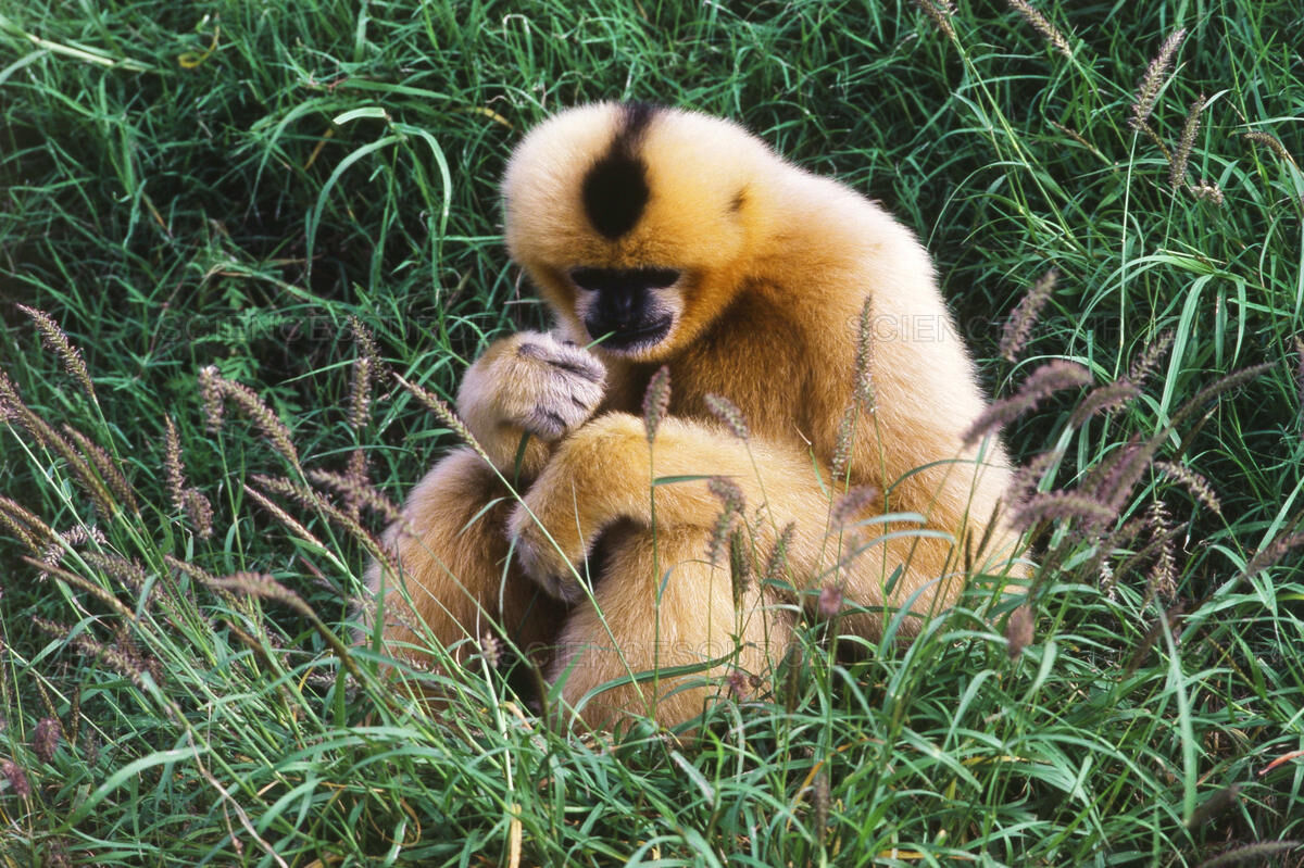 Crested Gibbon.jpg