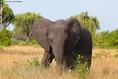 Elephant Images.jpg (9 KB)