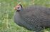 Reichenow's Helmeted Guineafowl as Effigia