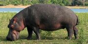 Hippopotamus, Cape.jpg