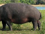 Cape Hippopotamus