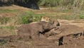 Lions Leopards and Elephants.jpg (60 KB)