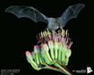 Lesser Long-Nosed Bat